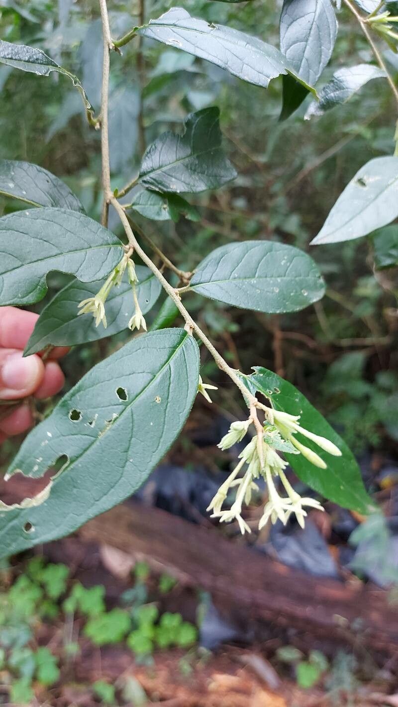 Cestrum strigillatum — search result for 'Cestrum'