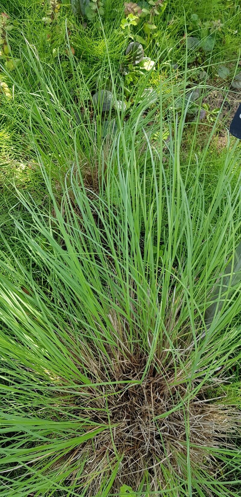 Muhlenbergia reverchonii — houseplant care guide