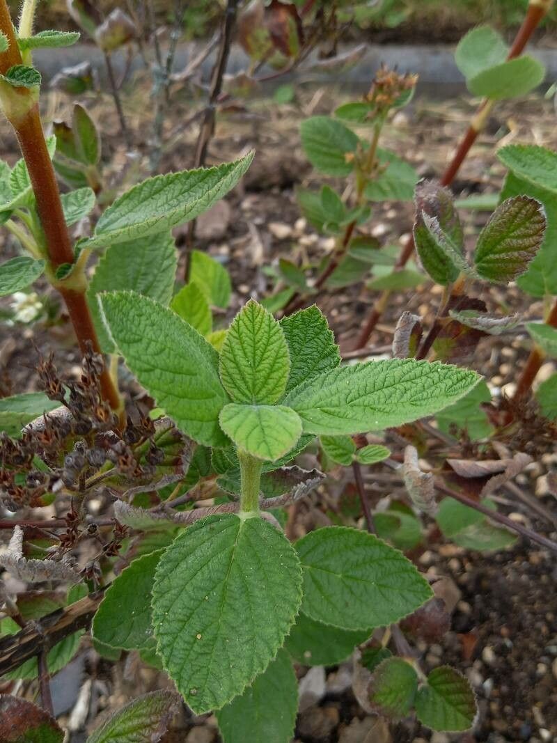 Jamesia americana — search result for 'Hydrangeaceae'