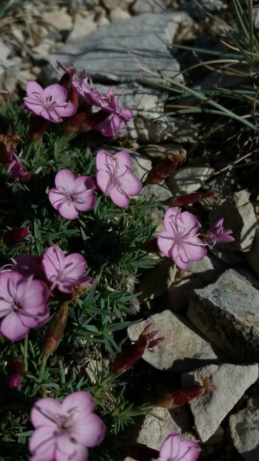 Dianthus subacaulis — search result for 'Dianthus'