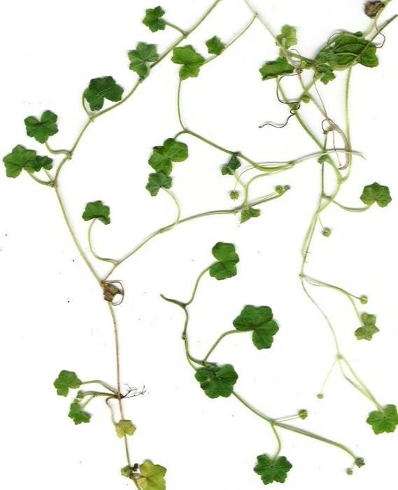 Hydrocotyle bowlesioides