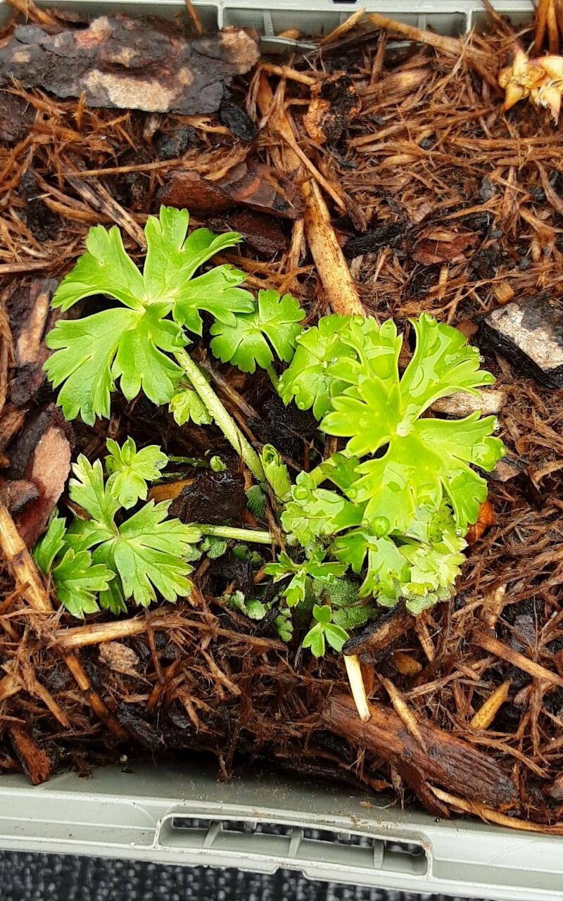 Trollius pumilus — search result for 'Trollius'