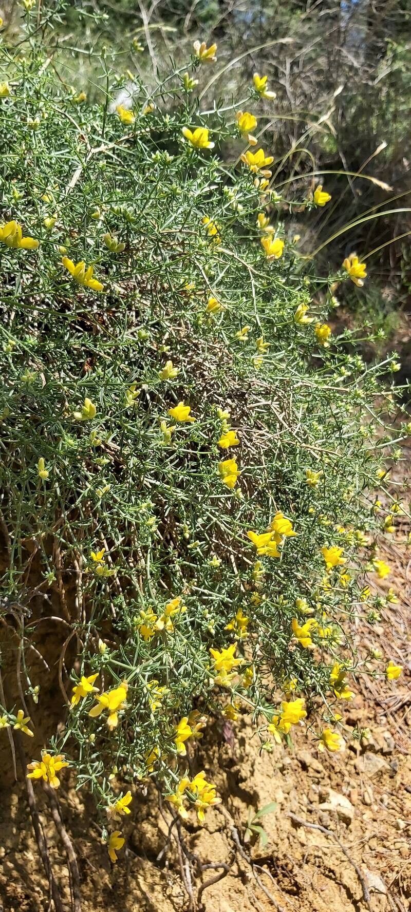 Genista hassertiana — search result for 'Genista'