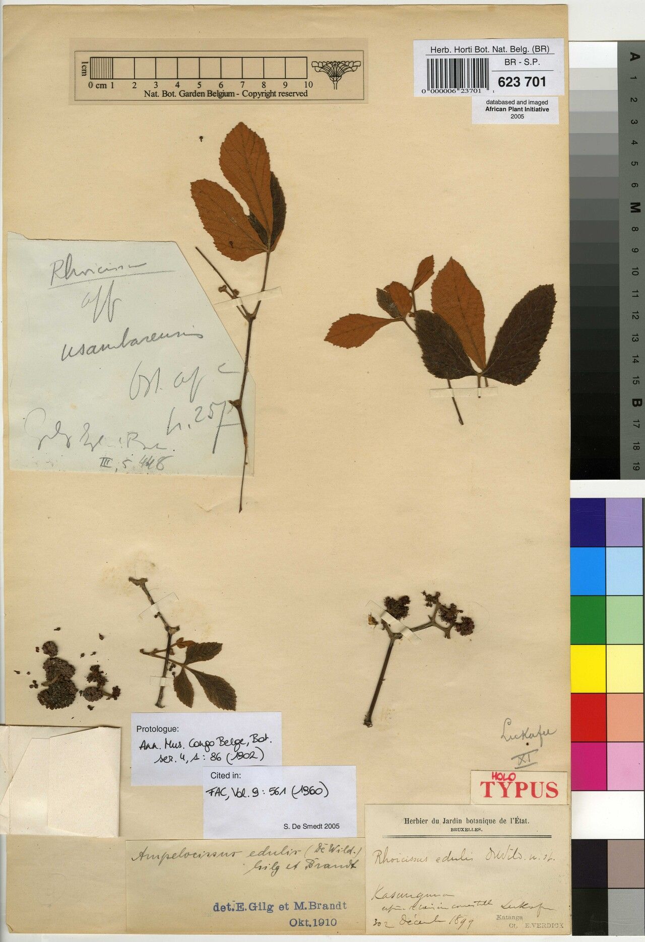 Ampelocissus edulis — houseplant care guide