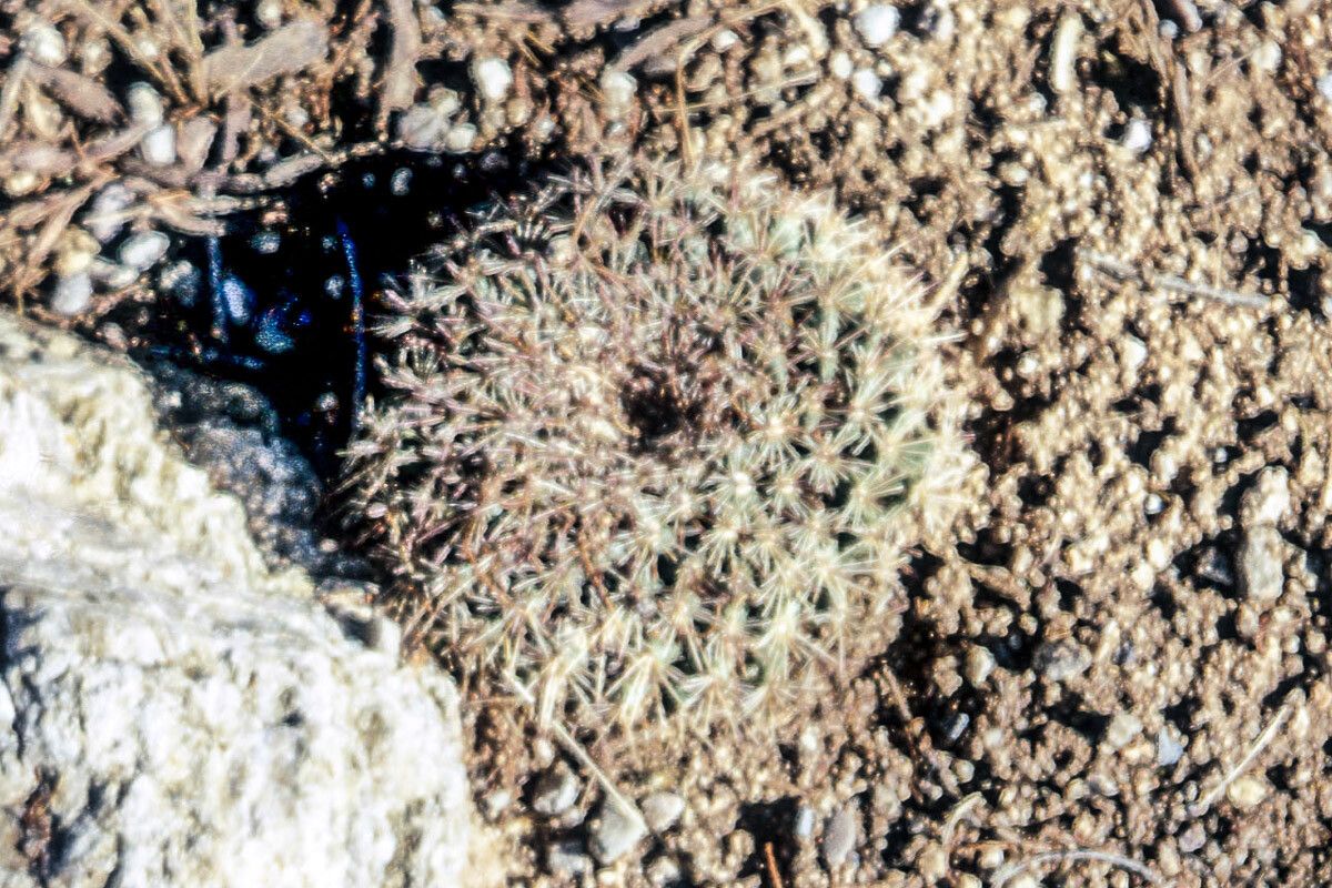 Mammillaria heyderi bark