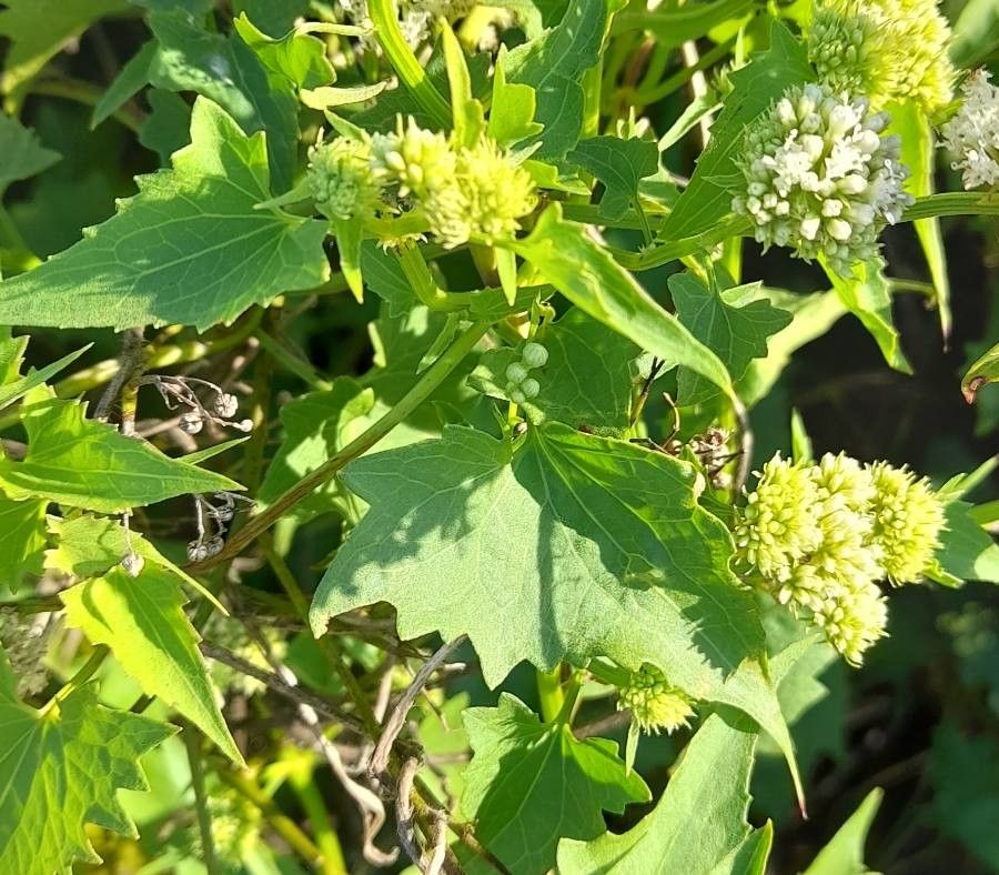 Mikania periplocifolia — houseplant care guide