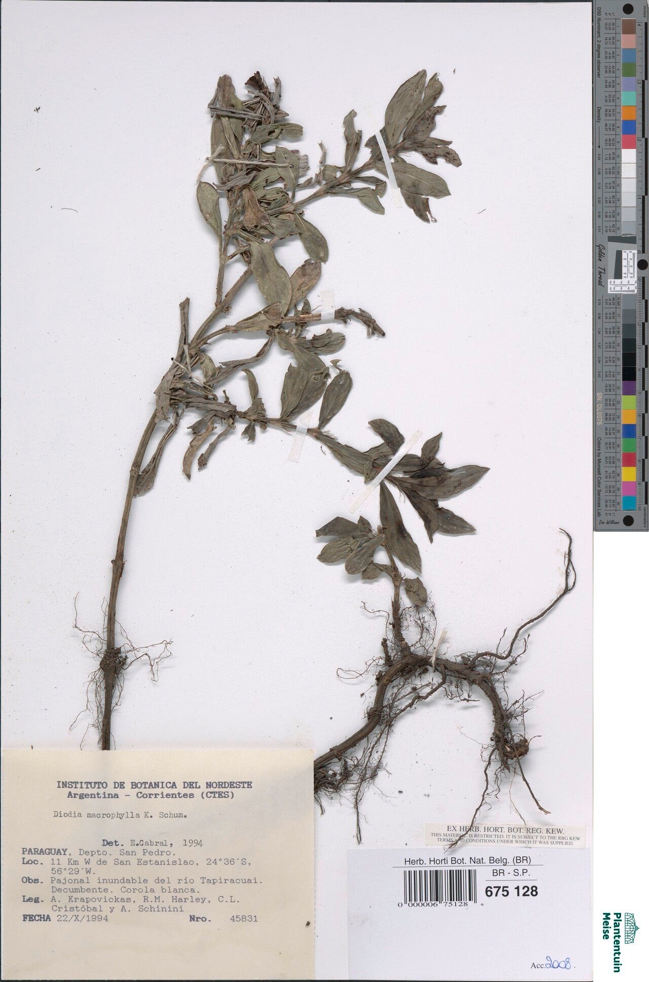 Diodia macrophylla — related species from the same genus