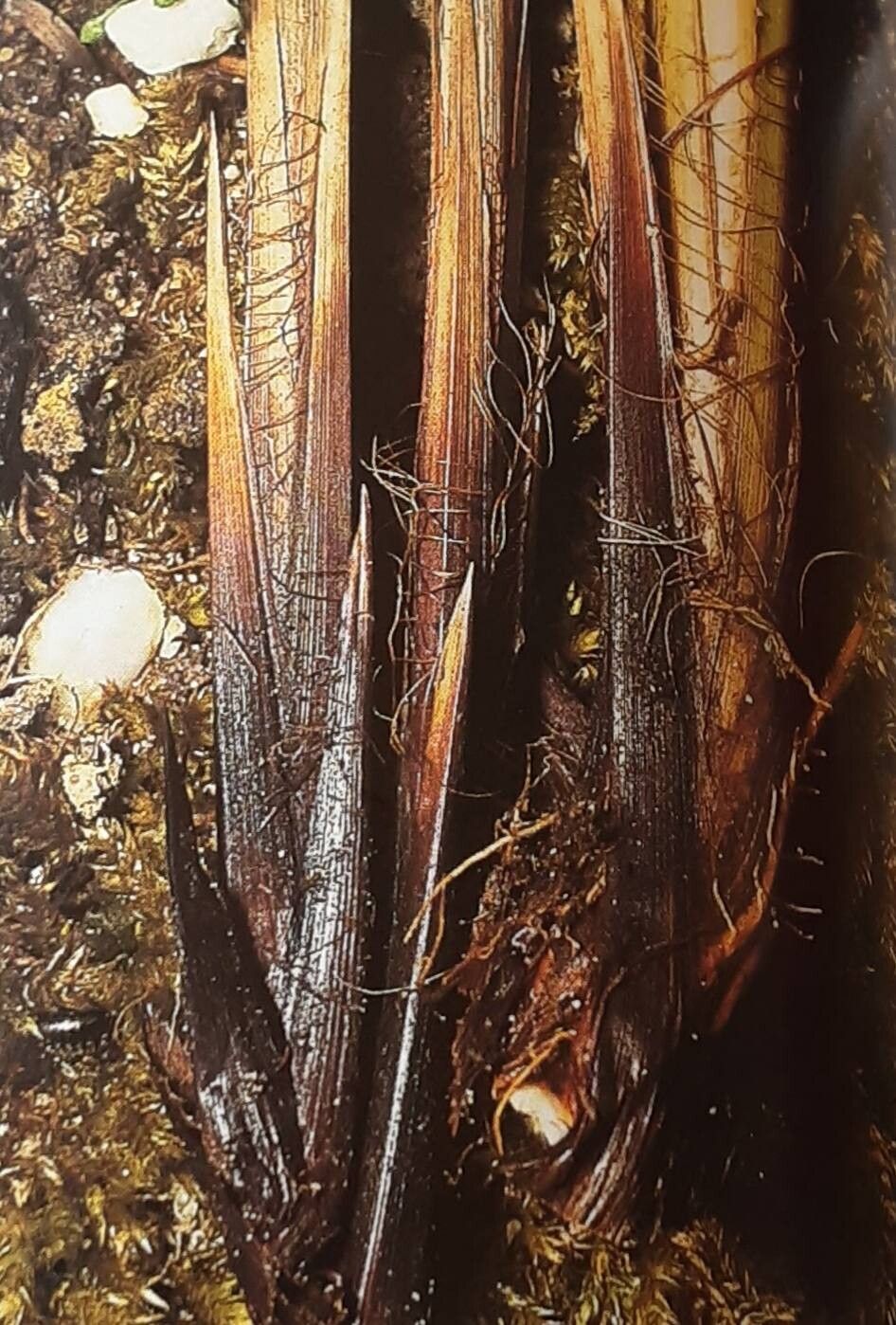 Carex buekii — houseplant care guide