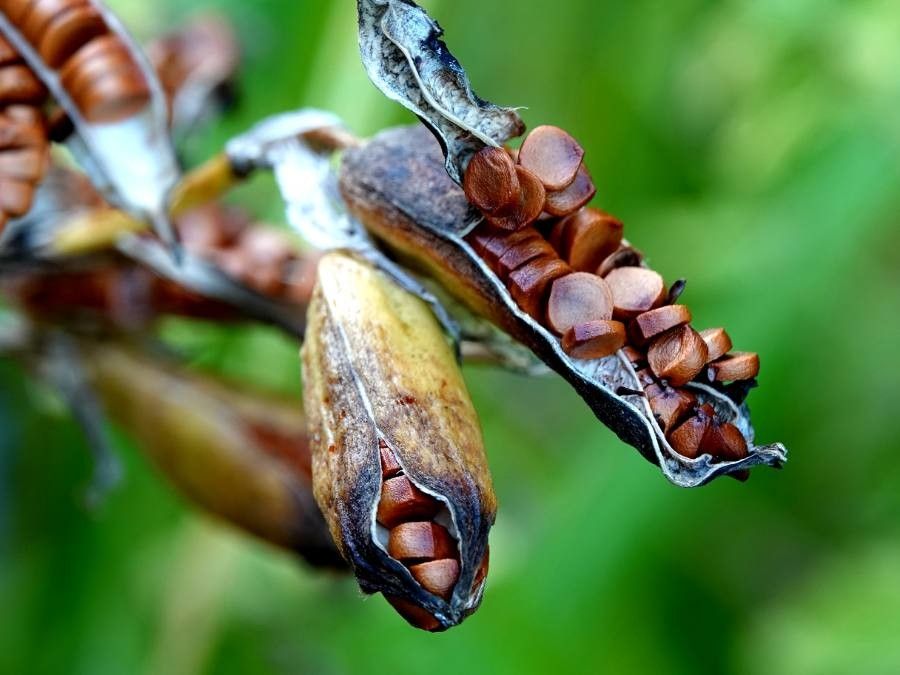 Veratrum nigrum fruit