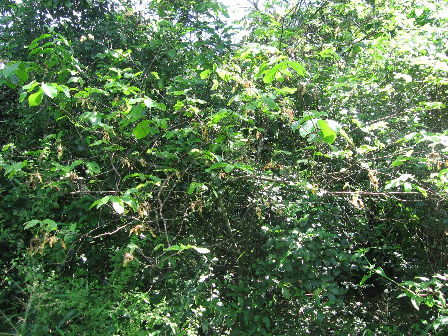 Monodora grandidieri habit