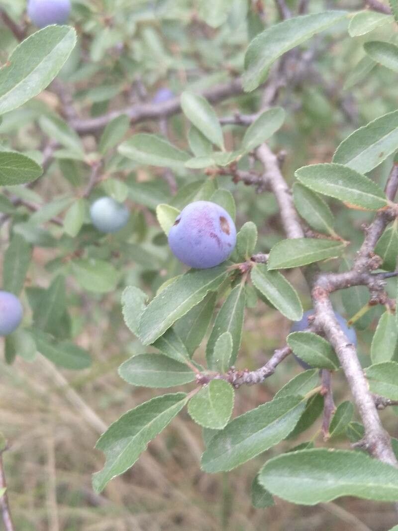 Prunus × fruticans flower