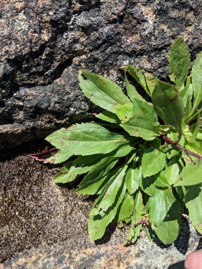 Solidago multiradiata — search result for 'Solidago'