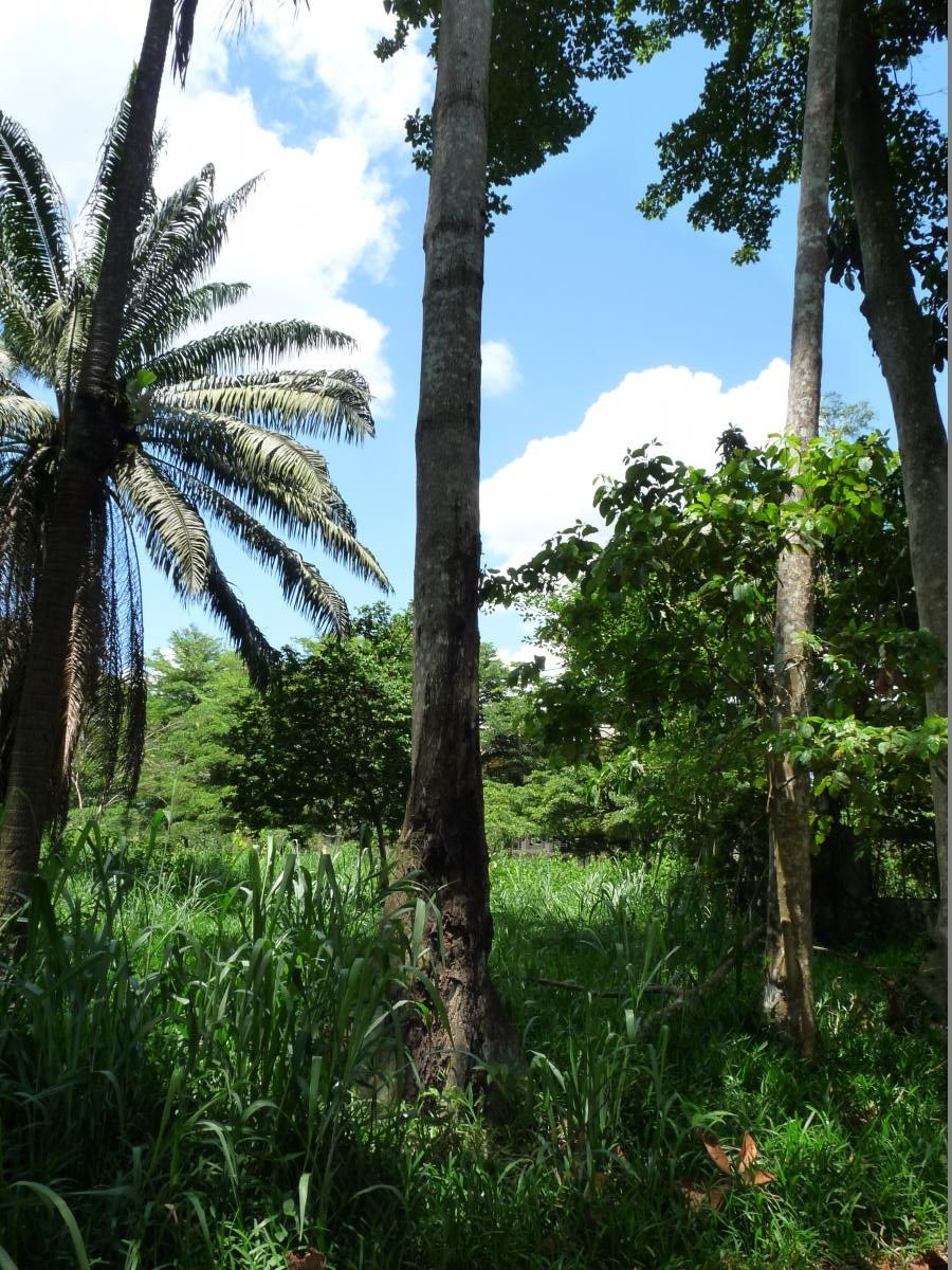 Terminalia superba habit