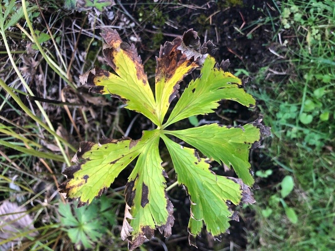 Trollius altaicus — related species from the same genus