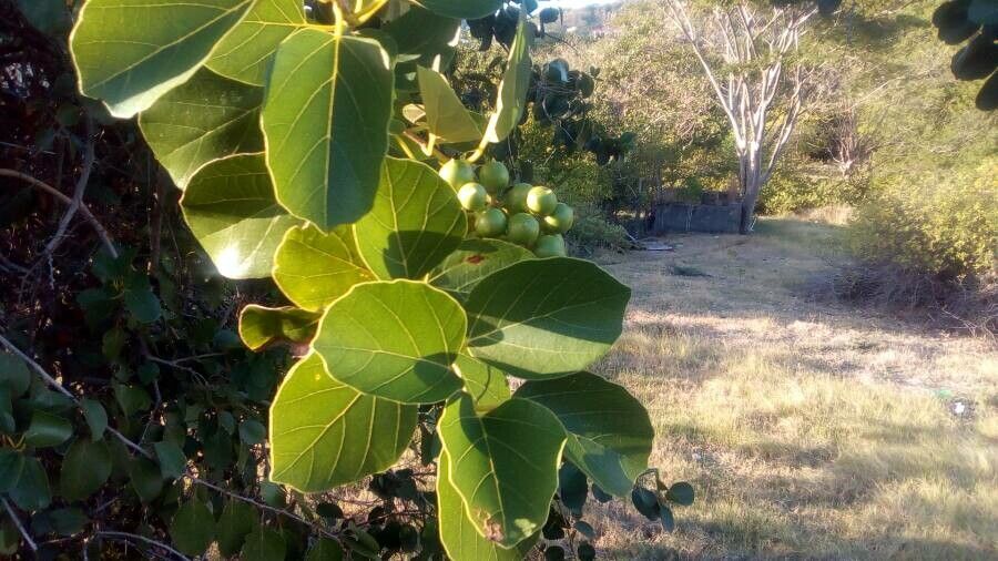 Cordia myxa — search result for 'Myanmar'