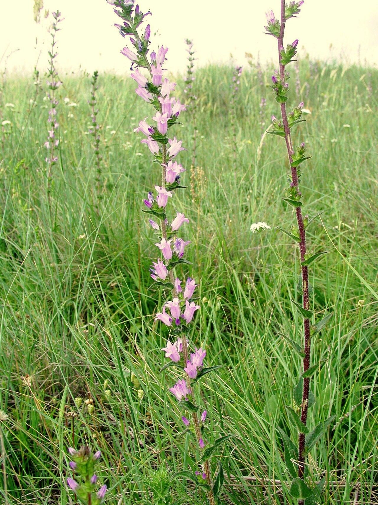 Campanula macrostachya flower