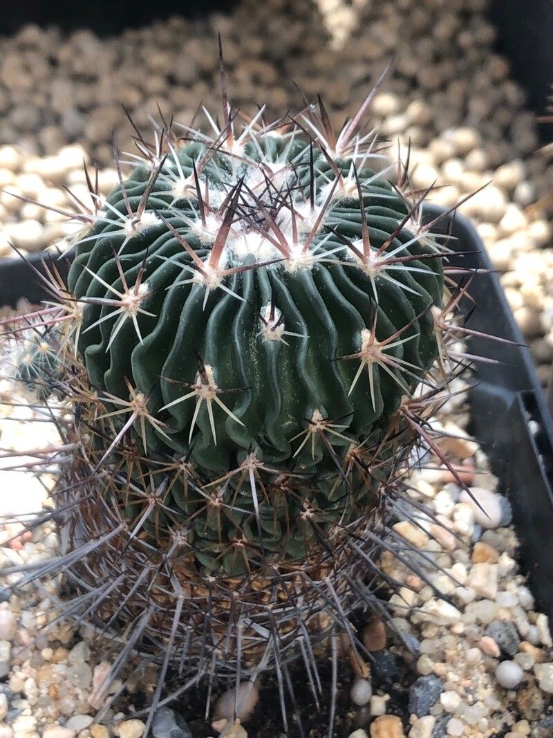 Stenocactus sulphureus — houseplant care guide
