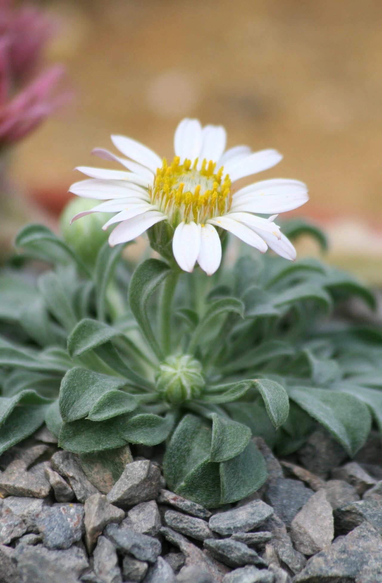 Townsendia mensana — houseplant care guide