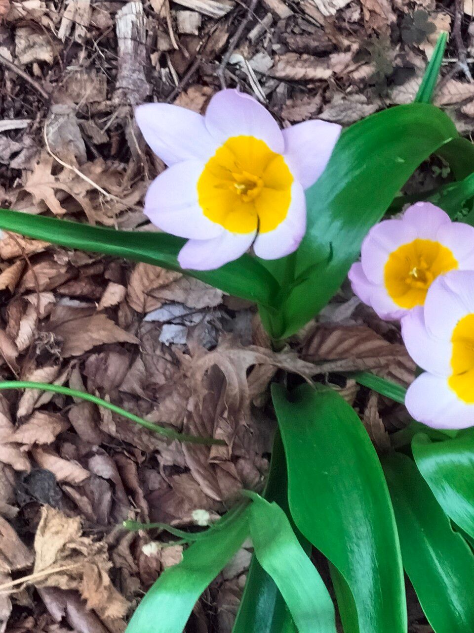 Tulipa saxatilis — search result for 'Liliaceae'
