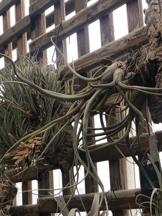Tillandsia pseudobaileyi — search result for 'El Salvador'