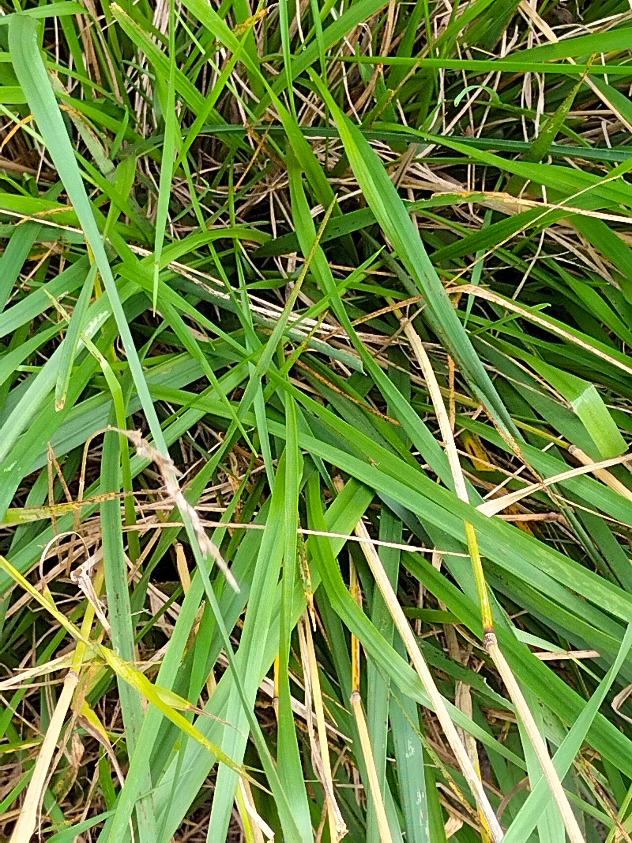 Festuca amethystina — search result for 'Festuca'