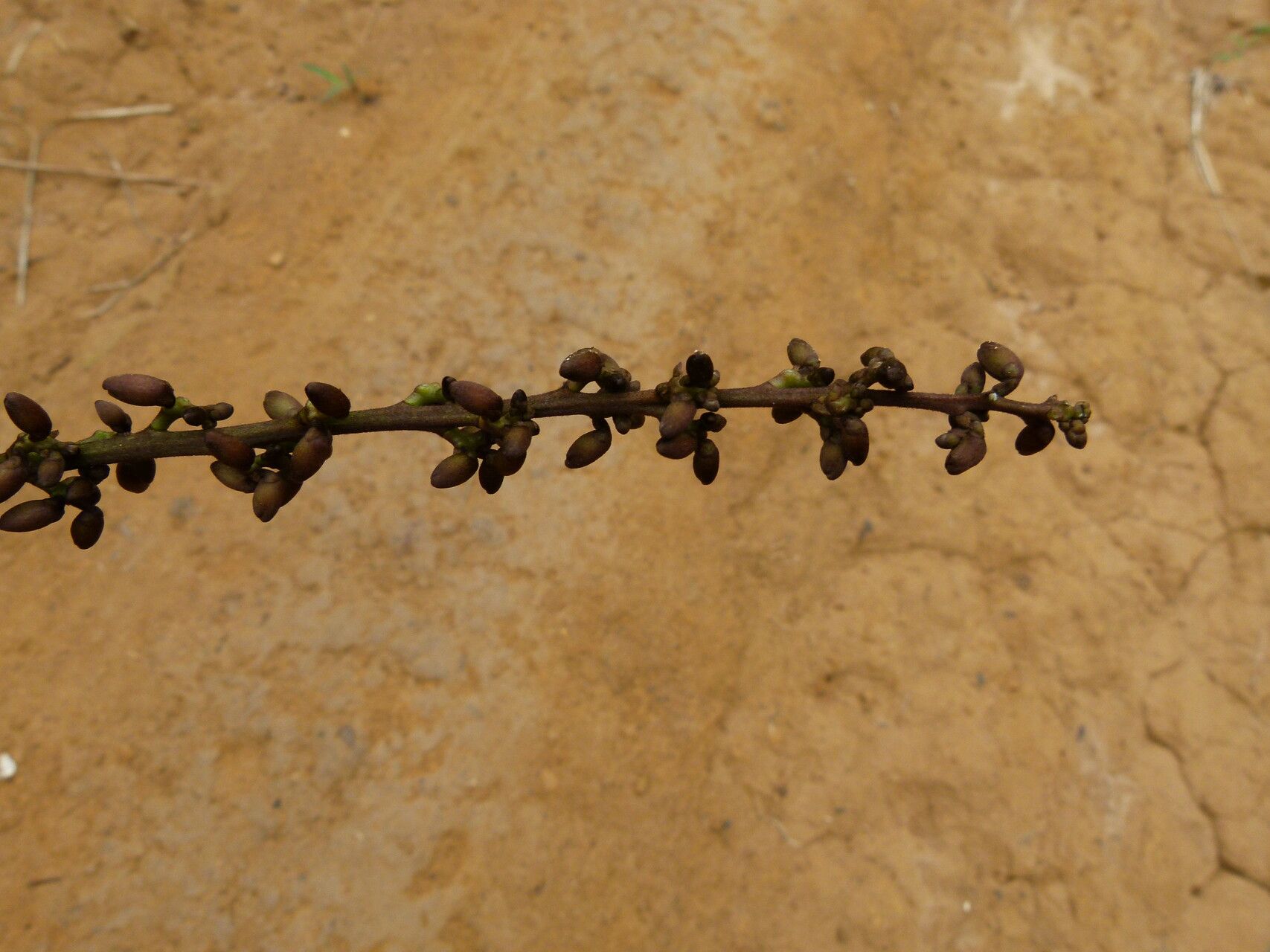 Millettia mannii fruit