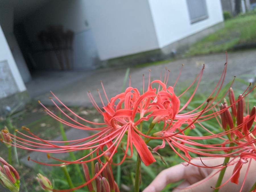 Lycoris radiata flower