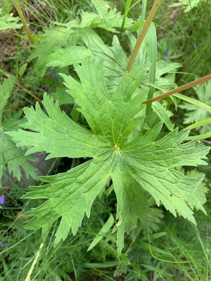 Geranium erianthum leaf