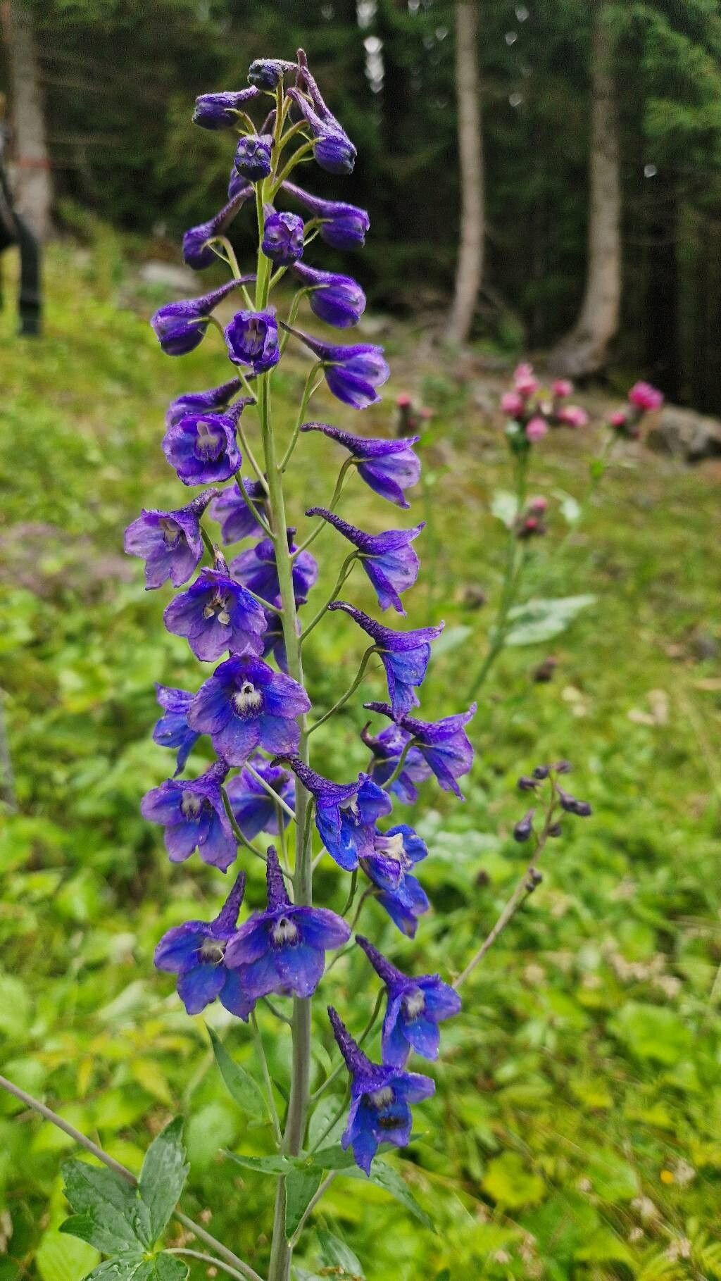 Delphinium austriacum