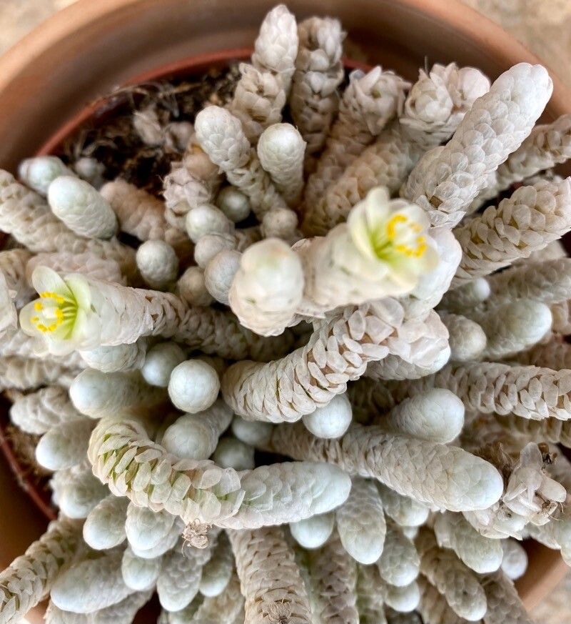 Anacampseros albissima flower