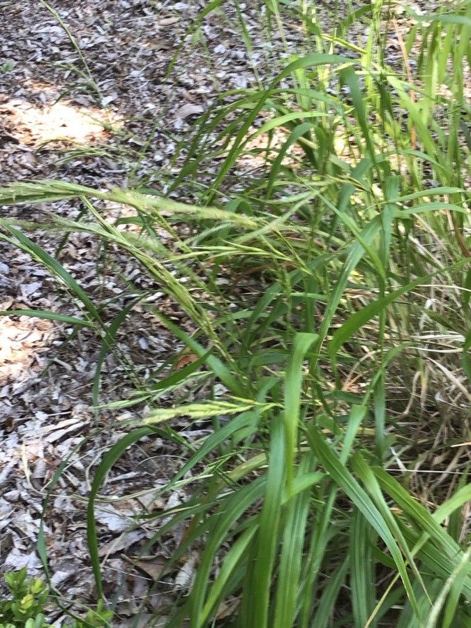 Deschampsia cespitosa fruit