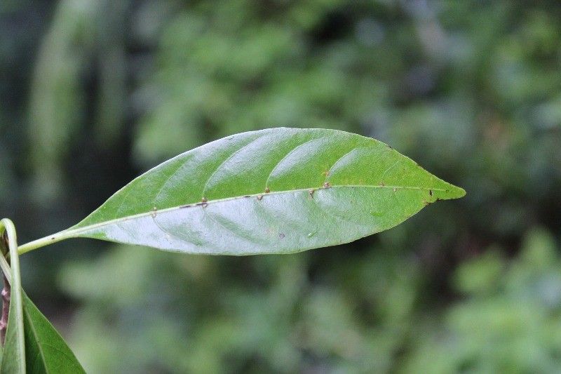 Tabernaemontana mauritiana — search result for 'Tabernaemontana'