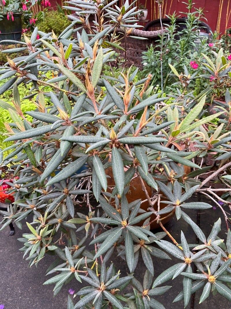 Rhododendron roxieanum — houseplant care guide