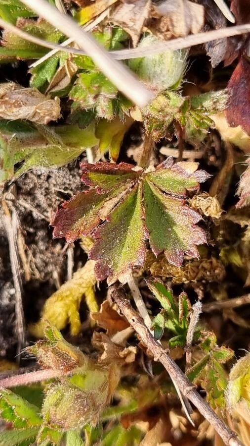 Potentilla pusilla — search result for 'Potentilla'