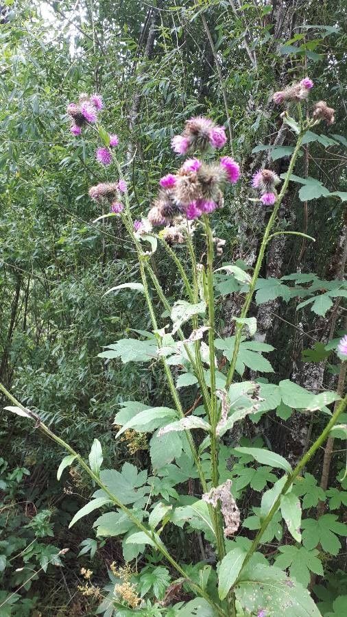 Carduus personata flower