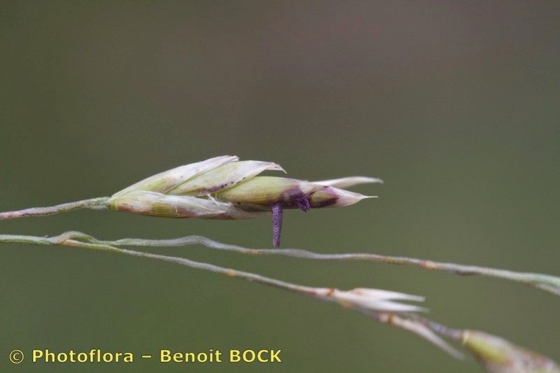 Festuca laevigata fruit