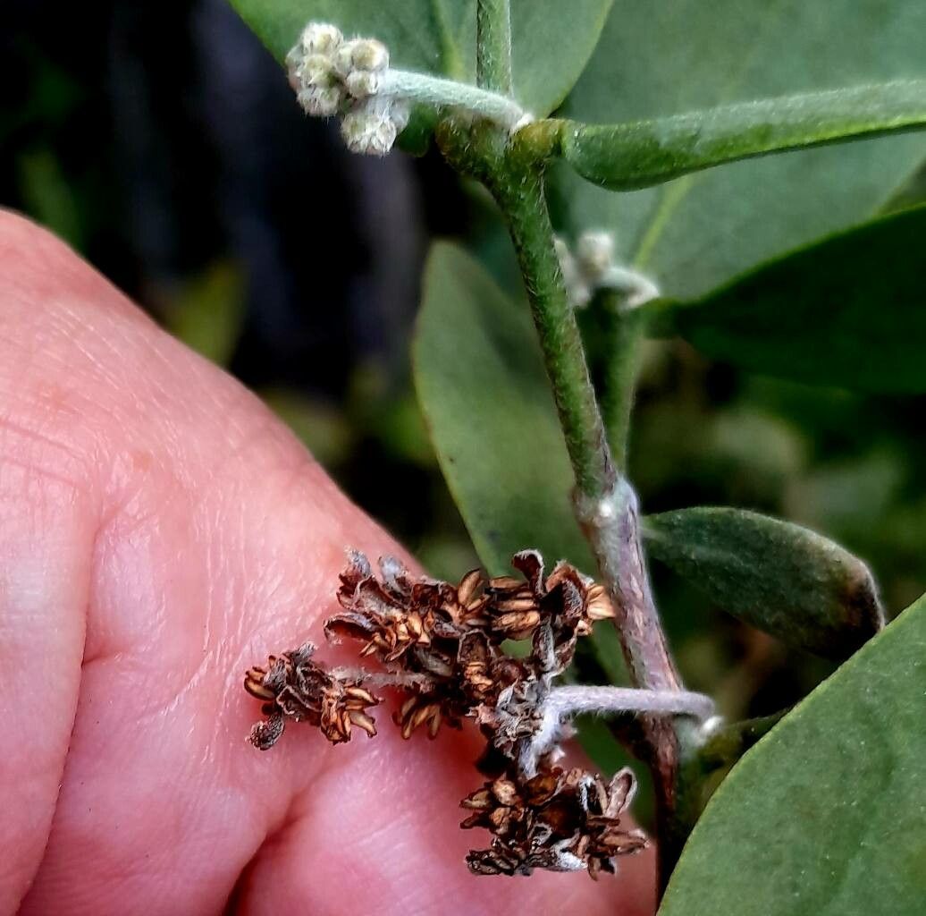 Simmondsia chinensis fruit