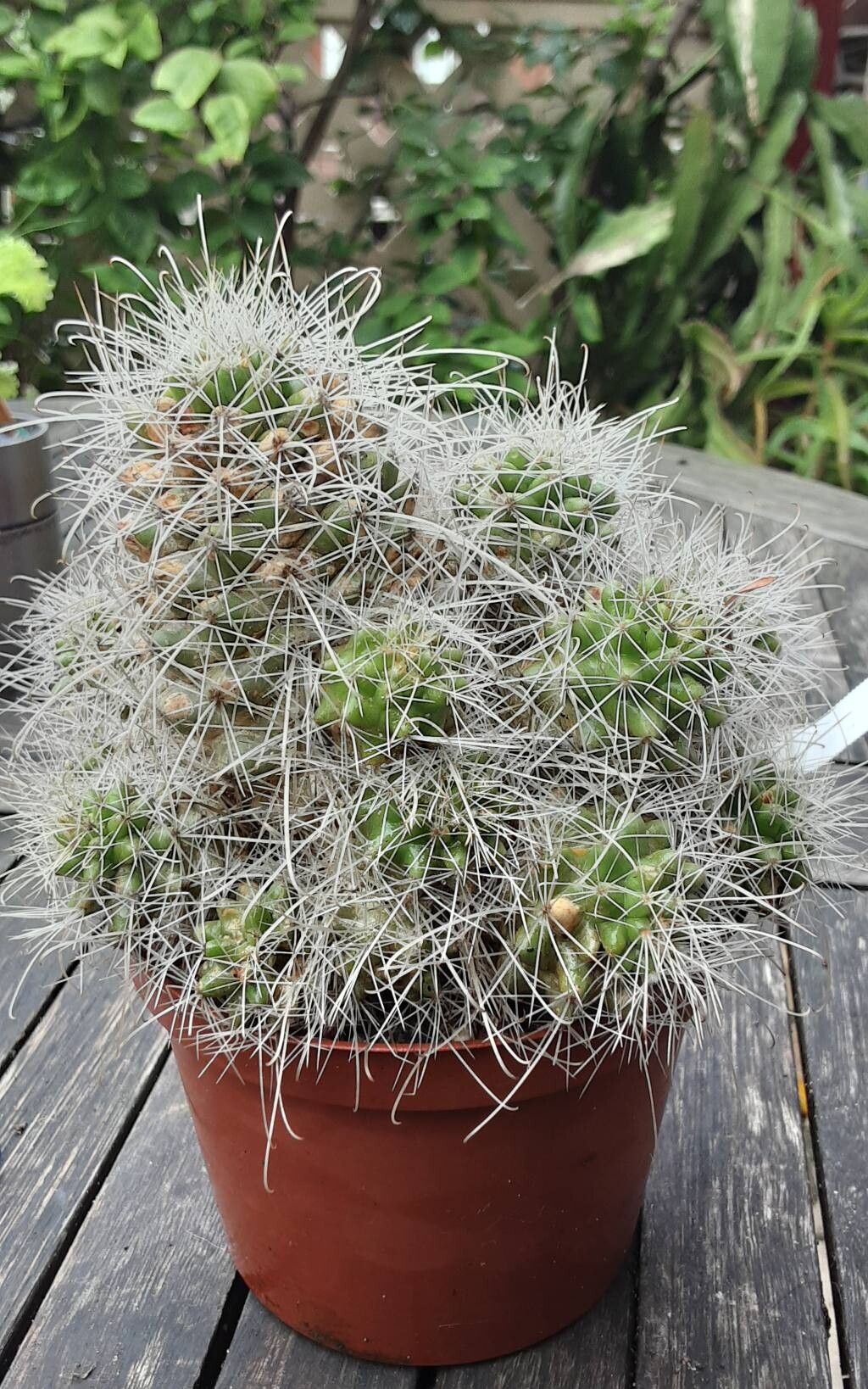 Cochemiea pondii habit