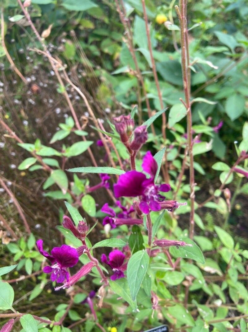 Cuphea aequipetala flower