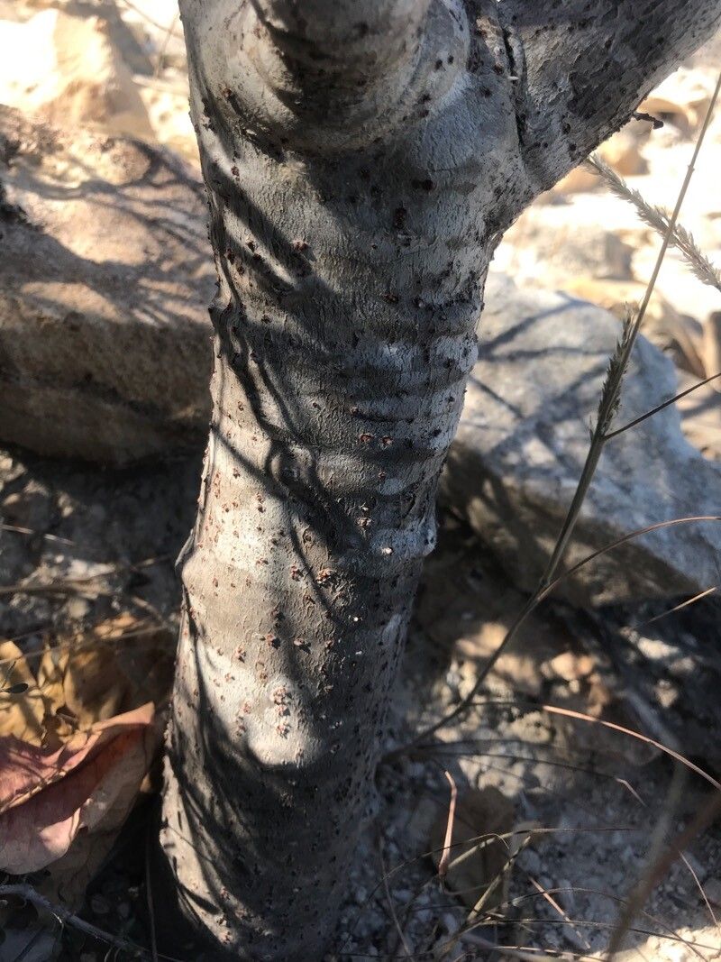 Jatropha mahafalensis bark