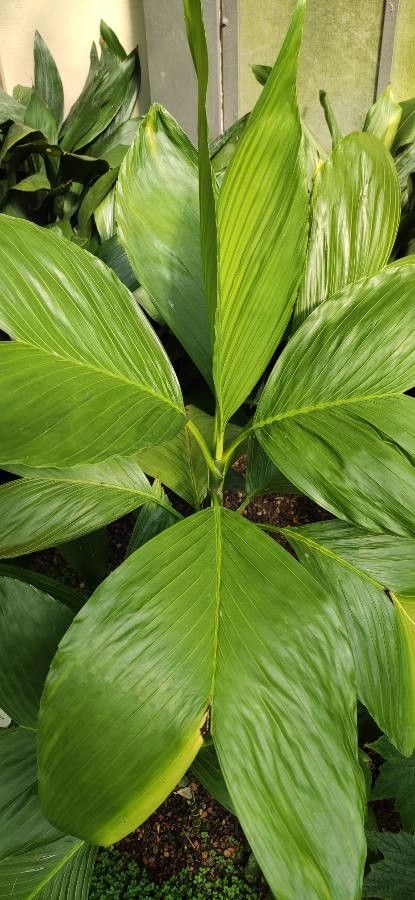 Chamaedorea ernesti-augusti leaf
