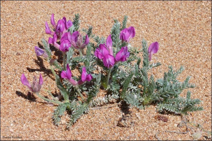 Oxytropis lanata flower