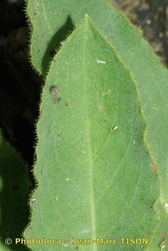 Hieracium pseudocerinthe — houseplant care guide