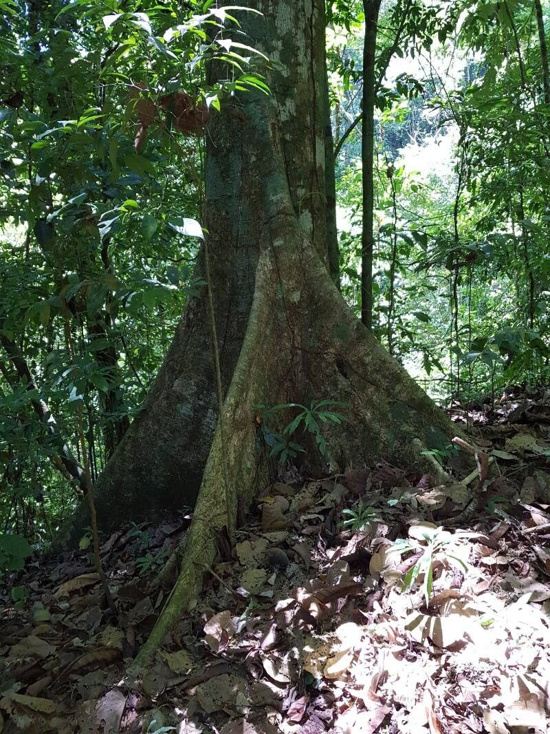 Pterygota excelsa bark