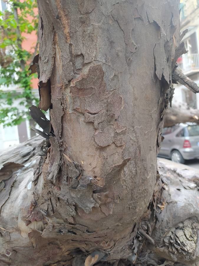 Podocarpus falcatus bark