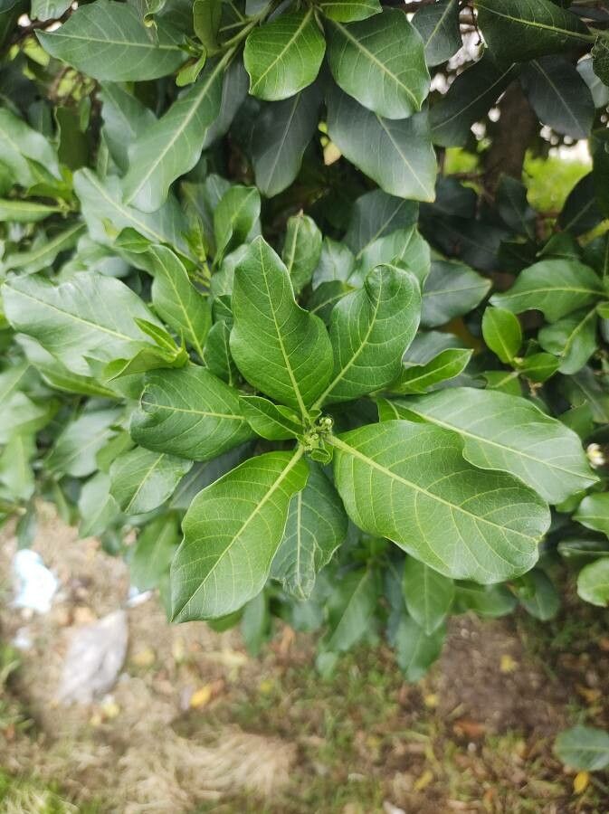 Solanum psychotrioides — houseplant care guide