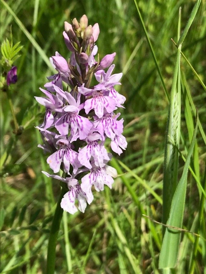 Dactylorhiza fuchsii fruit