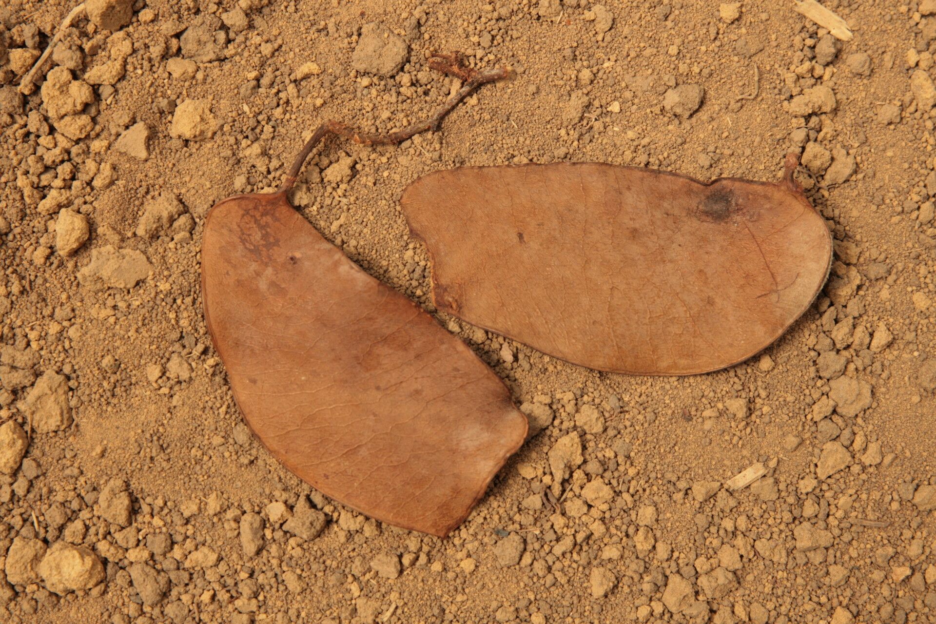 Cynometra alexandri fruit