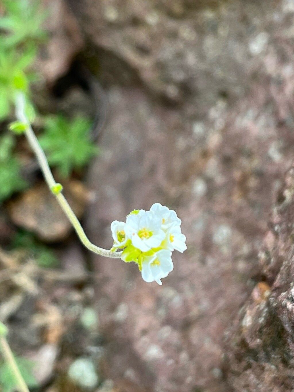 Draba magellanica flower
