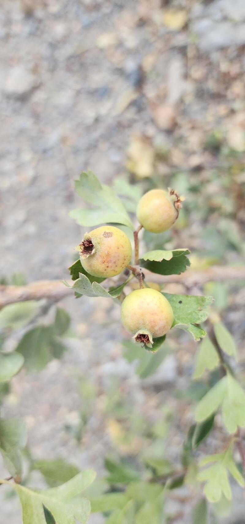 Crataegus pontica fruit